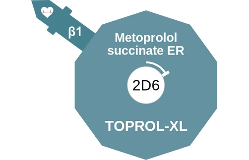 Metoprolol succinate ER ballicule: receptor binding, kinetics and half-life diagram
