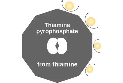Thiamine pyrophosphate ballicule: receptor binding, kinetics and half-life diagram