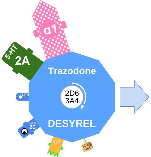 Trazodone ballicule: receptor binding, kinetics and half-life diagram