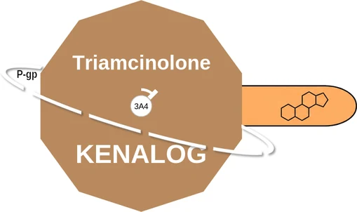 Triamcinolone ballicule: receptor binding, kinetics and half-life diagram