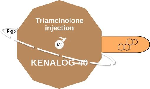 Triamcinolone injection ballicule: receptor binding, kinetics and half-life diagram