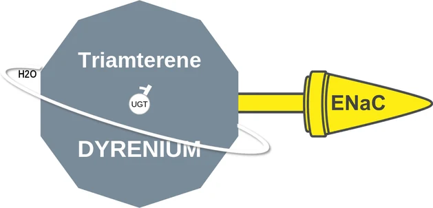 Triamterene ballicule — decagon mechanism diagram