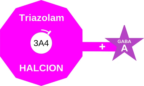 Triazolam ballicule: receptor binding, kinetics and half-life diagram