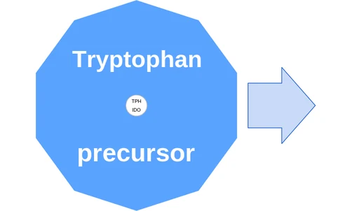 Tryptophan ballicule: receptor binding, kinetics and half-life diagram