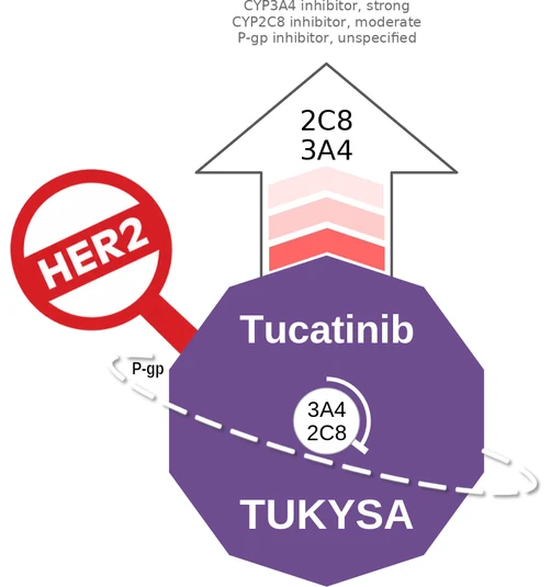Tucatinib ballicule: receptor binding, kinetics and half-life diagram