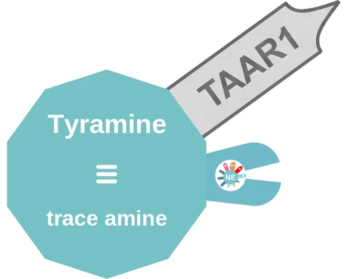 Tyramine ballicule: receptor binding, kinetics and half-life diagram