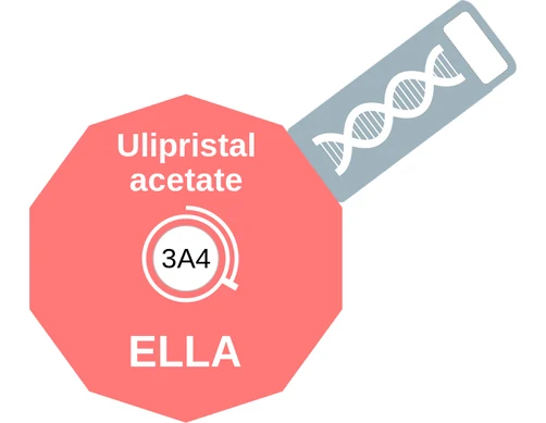Ulipristal acetate ballicule — decagon mechanism diagram