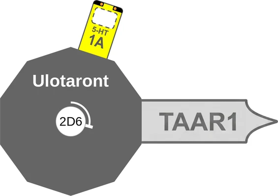 Ulotaront ballicule: receptor binding, kinetics and half-life diagram