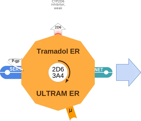 Tramadol ER ballicule: receptor binding, kinetics and half-life diagram