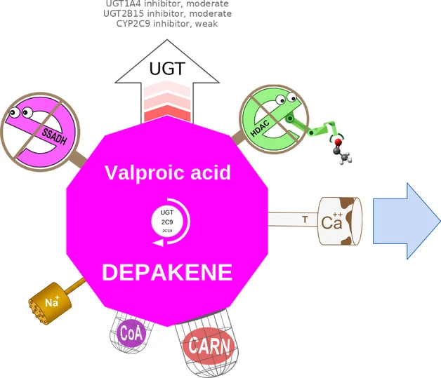 Valproic acid ballicule: receptor binding, kinetics and half-life diagram