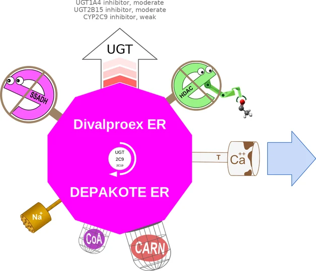 Divalproex ER ballicule: receptor binding, kinetics and half-life diagram