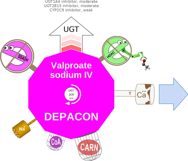 Valproate sodium IV ballicule: receptor binding, kinetics and half-life diagram