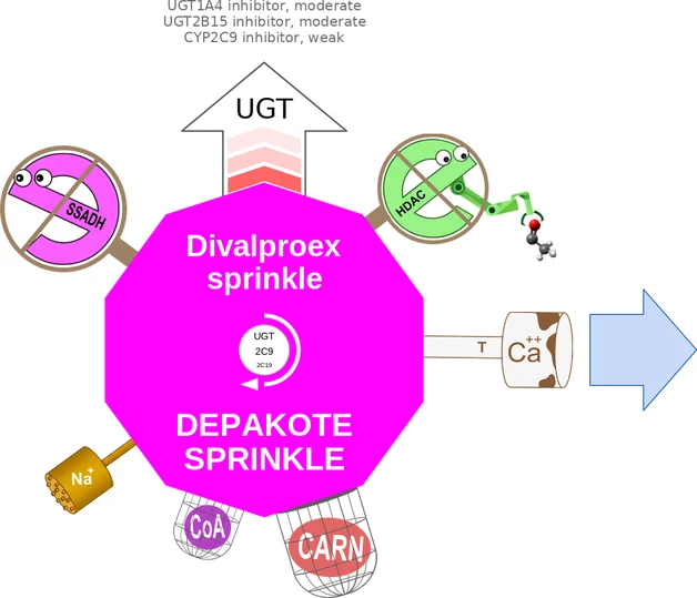 Divalproex sprinkle ballicule: receptor binding, kinetics and half-life diagram