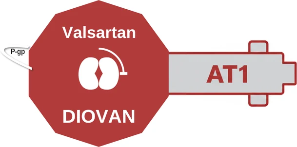 Valsartan ballicule: receptor binding, kinetics and half-life diagram