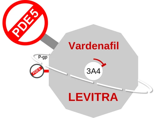 Vardenafil ballicule: receptor binding, kinetics and half-life diagram