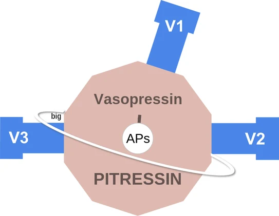 Vasopressin ballicule — decagon mechanism diagram