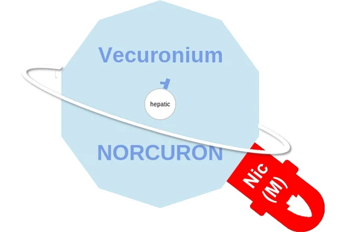 Vecuronium ballicule — decagon mechanism diagram