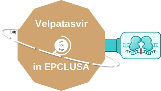 Velpatasvir ballicule — decagon mechanism diagram