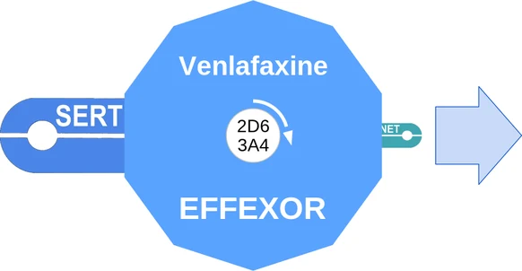 Venlafaxine ballicule — decagon mechanism diagram