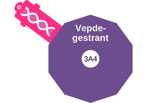 Vepdegestrant ballicule: receptor binding, kinetics and half-life diagram