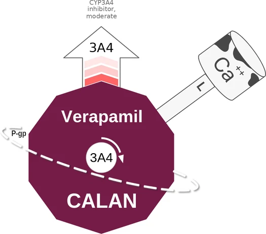 Verapamil ballicule: receptor binding, kinetics and half-life diagram