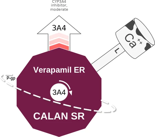Verapamil ER ballicule — decagon diagram of its receptor and enzyme targets