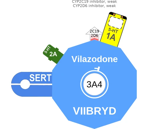 Vilazodone ballicule: receptor binding, kinetics and half-life diagram