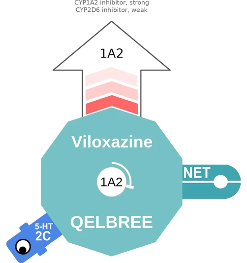 Viloxazine ballicule — decagon mechanism diagram