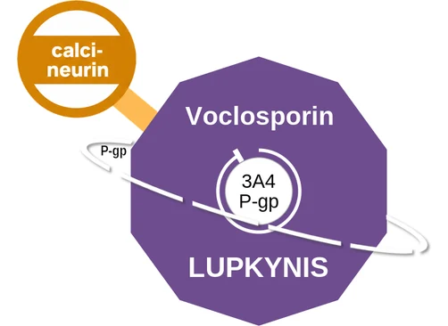 Voclosporin ballicule — decagon mechanism diagram