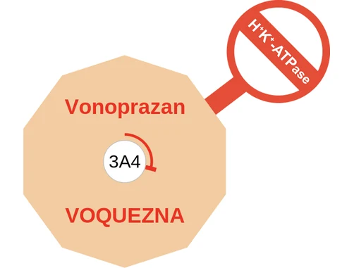 Vonoprazan ballicule: receptor binding, kinetics and half-life diagram