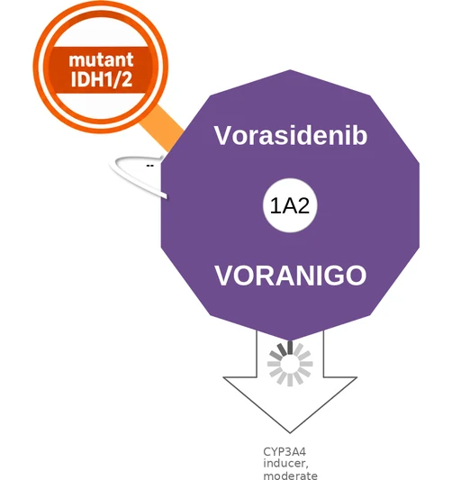 Vorasidenib ballicule: receptor binding, kinetics and half-life diagram