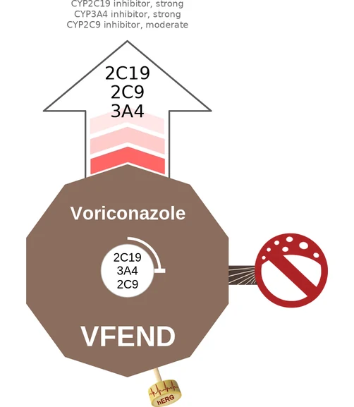 Voriconazole ballicule: receptor binding, kinetics and half-life diagram