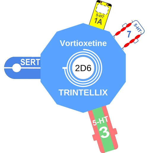 Vortioxetine ballicule — decagon mechanism diagram