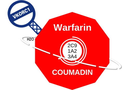 Warfarin ballicule — decagon mechanism diagram