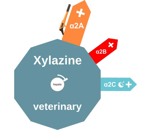 Xylazine ballicule — decagon mechanism diagram