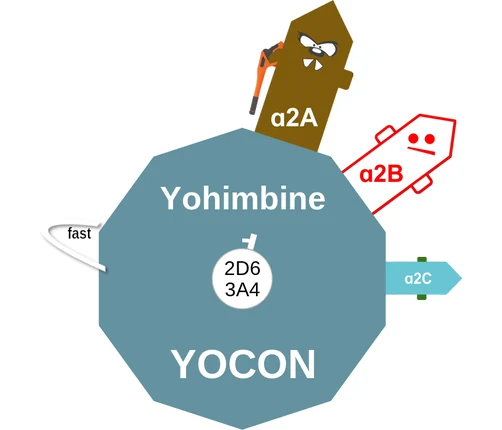 Yohimbine ballicule: receptor binding, kinetics and half-life diagram