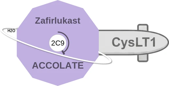 Zafirlukast ballicule — decagon mechanism diagram