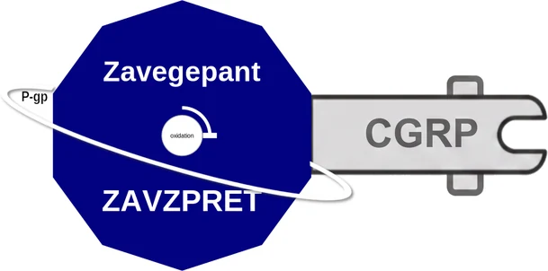 Zavegepant ballicule: receptor binding, kinetics and half-life diagram