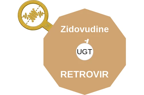 Zidovudine ballicule: receptor binding, kinetics and half-life diagram