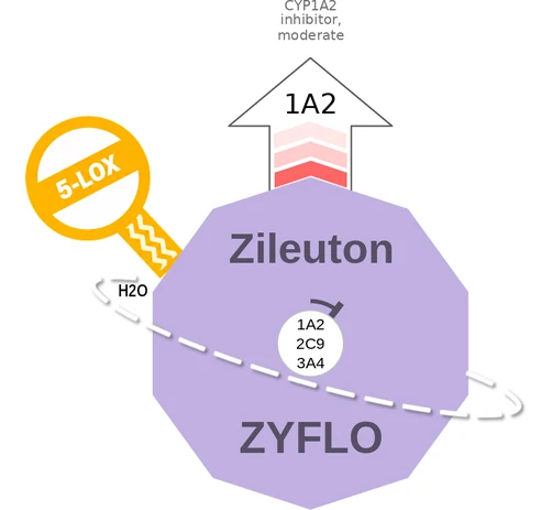 Zileuton ballicule: receptor binding, kinetics and half-life diagram