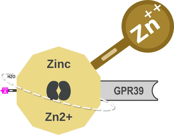 Zinc ballicule: receptor binding, kinetics and half-life diagram