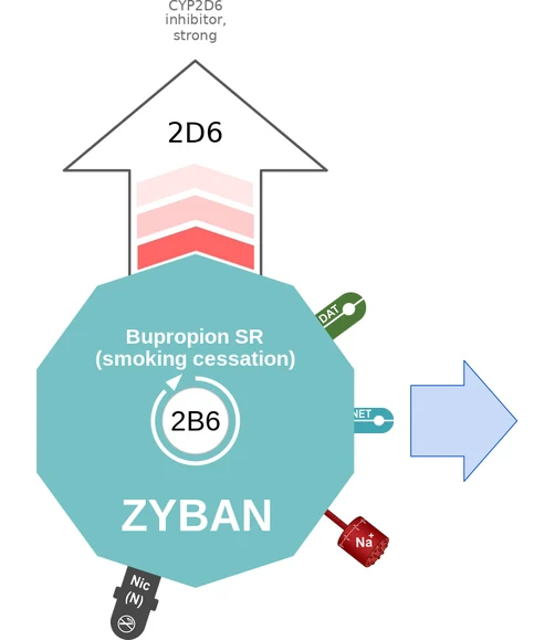 Bupropion SR (smoking cessation) ballicule: receptor binding, kinetics and half-life diagram