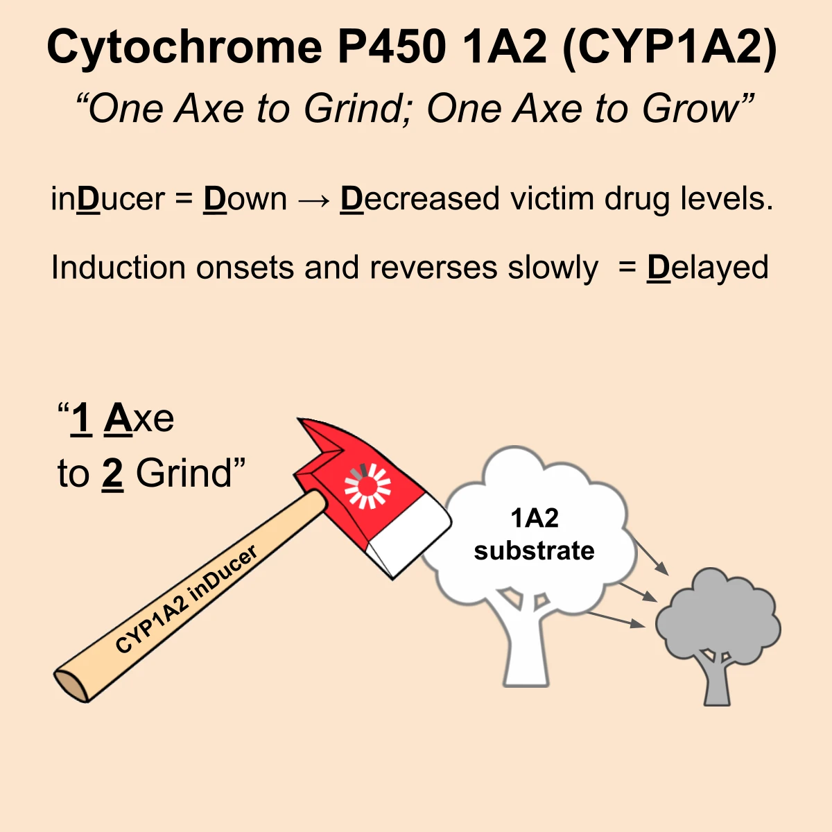 CYP1A2 interaction: CYP1A2 inducer + substrate