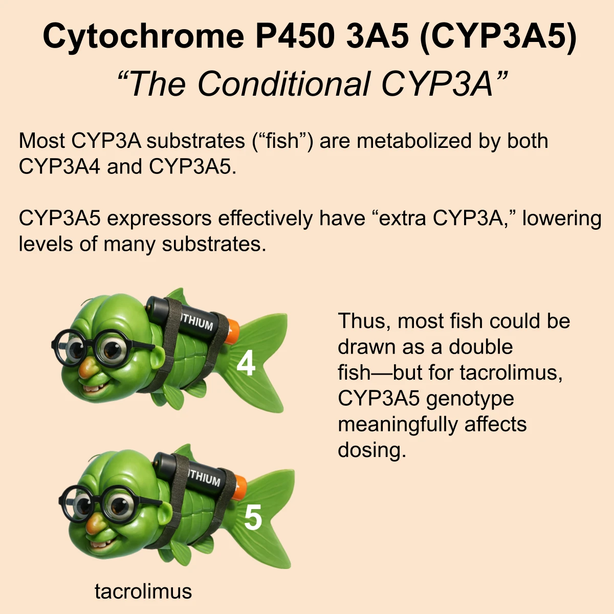 CYP3A5 interaction: CYP3A5, the conditional CYP3A