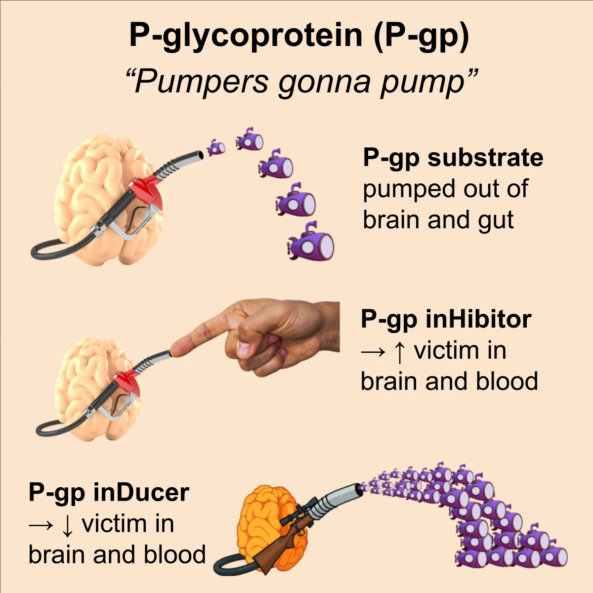 P-gp interaction: P-gp substrate, inhibitor, inducer