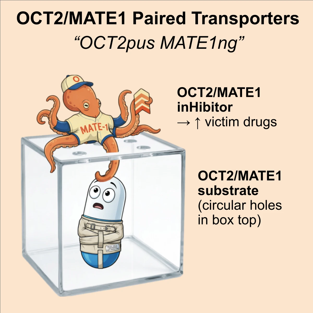 OCT2/MATE1 interaction: OCT2/MATE1 inhibitor + substrate
