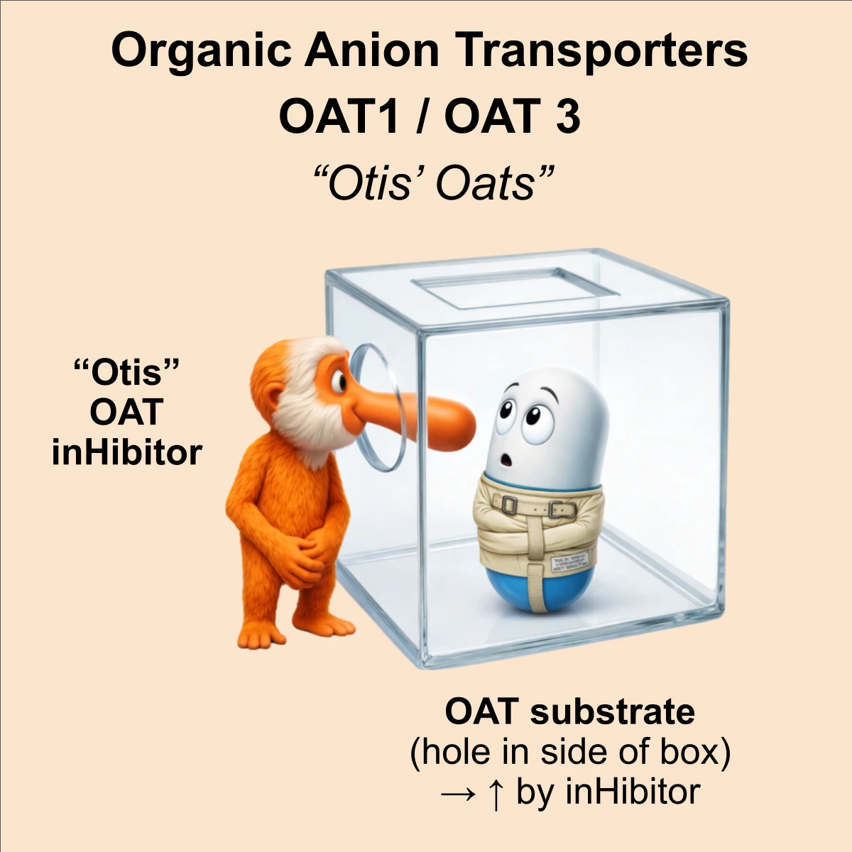 OAT interaction: OAT inhibitor + substrate